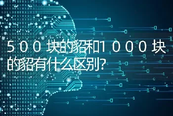 500块的貂和1000块的貂有什么区别？