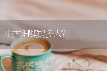 小太阳鹦鹉多大？