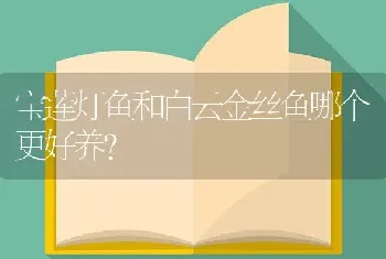 宝莲灯鱼和白云金丝鱼哪个更好养？