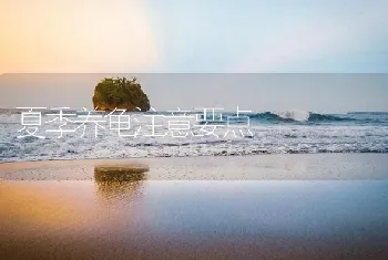 夏季养龟注意要点