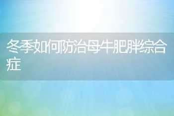 冬季如何防治母牛肥胖综合症