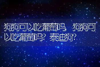 狗狗可以吃葡萄吗，狗狗可以吃葡萄吗？泰迪狗？