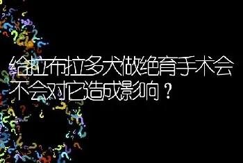 给拉布拉多犬做绝育手术会不会对它造成影响？