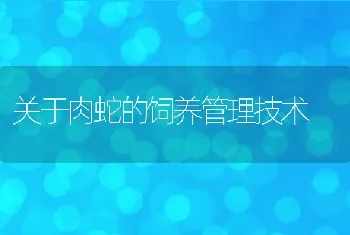 关于肉蛇的饲养管理技术