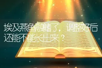 埃及燕鱼融鳍了，调整好后还能不能长出来？