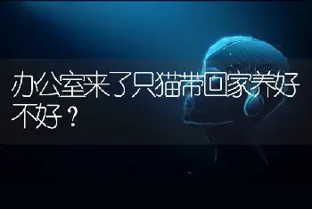 办公室来了只猫带回家养好不好？