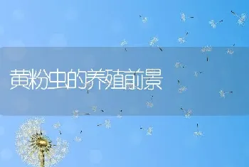 黄粉虫的养殖前景