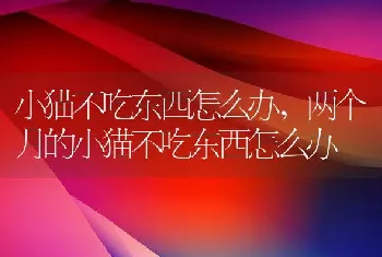 小猫不吃东西怎么办，两个月的小猫不吃东西怎么办