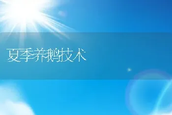 夏季养鹅技术