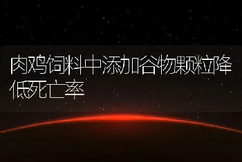 肉鸡饲料中添加谷物颗粒降低死亡率