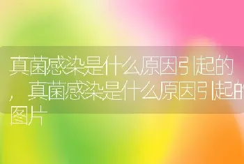 真菌感染是什么原因引起的，真菌感染是什么原因引起的图片