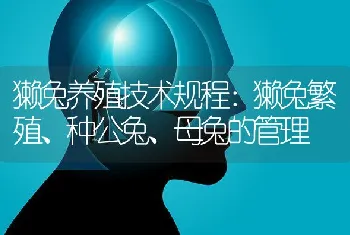 獭兔养殖技术规程：獭兔繁殖、种公兔、母兔的管理