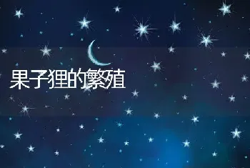 果子狸的繁殖