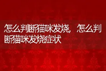 怎么判断猫咪发烧，怎么判断猫咪发烧症状