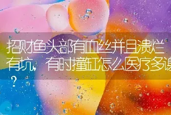 招财鱼头部有血丝并且溃烂有坑，有时撞缸怎么医疗多谢？