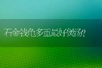 石金钱龟多重最好煲汤？