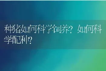 种猪如何科学饲养？如何科学配种？