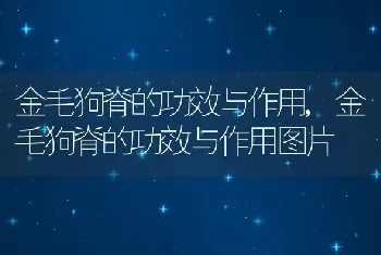 金毛狗脊的功效与作用，金毛狗脊的功效与作用图片