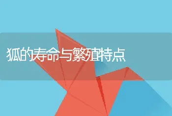 狐的寿命与繁殖特点