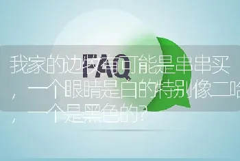 我家的边牧有可能是串串买，一个眼睛是白的特别像二哈，一个是黑色的？