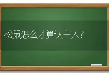 松鼠怎么才算认主人？