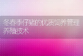 冬春季仔猪的优质饲养管理养殖技术