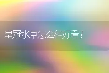 皇冠水草怎么种好看？