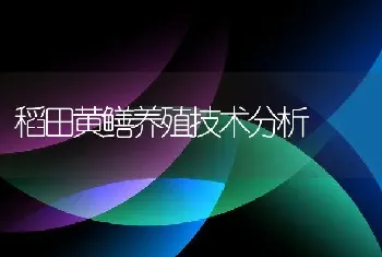 稻田黄鳝养殖技术分析