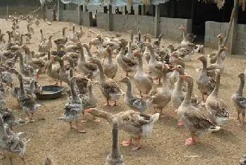 大雁的科学饲养管理