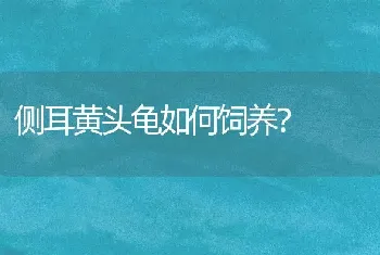 侧耳黄头龟如何饲养？