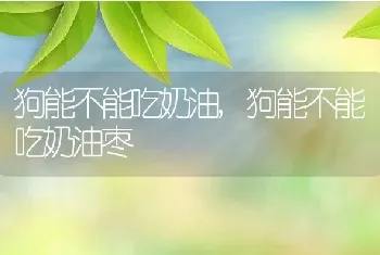 狗能不能吃奶油，狗能不能吃奶油枣