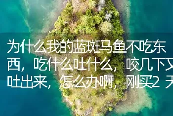 为什么我的蓝斑马鱼不吃东西，吃什么吐什么