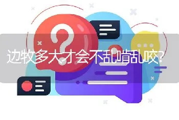 边牧多大才会不乱啃乱咬？