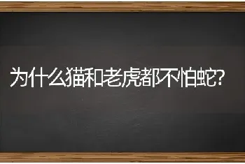 为什么猫和老虎都不怕蛇？