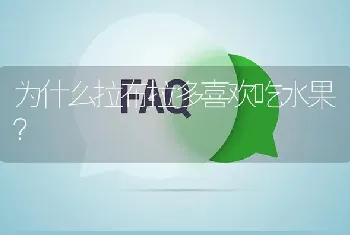 为什么拉布拉多喜欢吃水果？