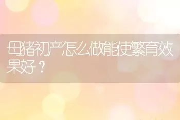 母猪初产怎么做能使繁育效果好？