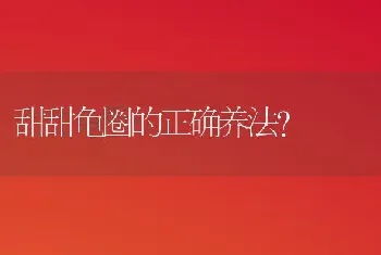 甜甜龟圈的正确养法？