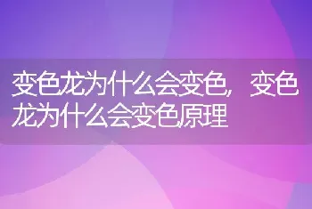 变色龙为什么会变色，变色龙为什么会变色原理