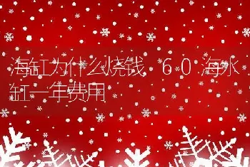 海缸为什么烧钱，60海水缸一年费用