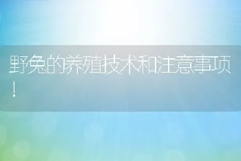 野兔的养殖技术和注意事项！