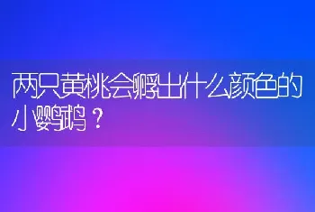 两只黄桃会孵出什么颜色的小鹦鹉？