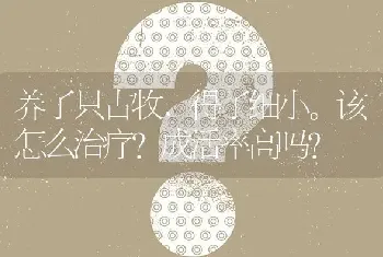 养了只古牧.得了细小。该怎么治疗?成活率高吗？