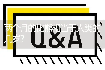 两个月的比熊相当于人类的几岁？