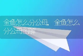 金鱼怎么分公母，金鱼怎么分公母图解