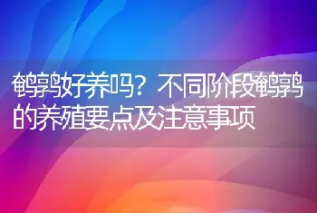 鹌鹑好养吗？不同阶段鹌鹑的养殖要点及注意事项