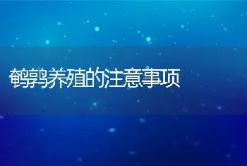 鹌鹑养殖的注意事项