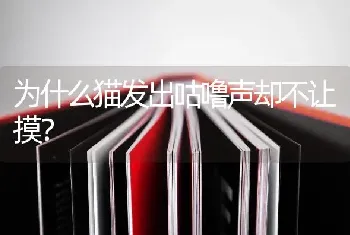 为什么猫发出咕噜声却不让摸？