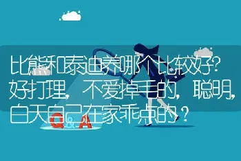 比熊和泰迪养哪个比较好?好打理，不爱掉毛的，聪明，白天自己在家乖点的？