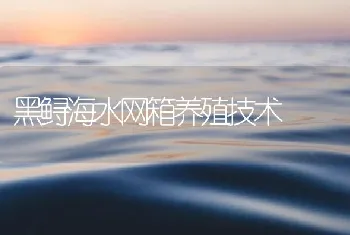 黑鲟海水网箱养殖技术