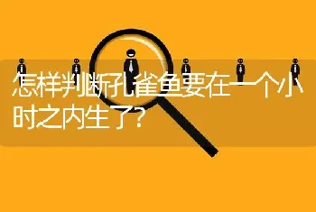 怎样判断孔雀鱼要在一个小时之内生了？